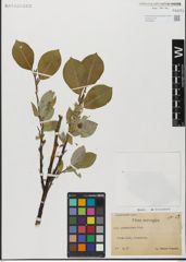 Foto von Salix glandulifera Flod.
